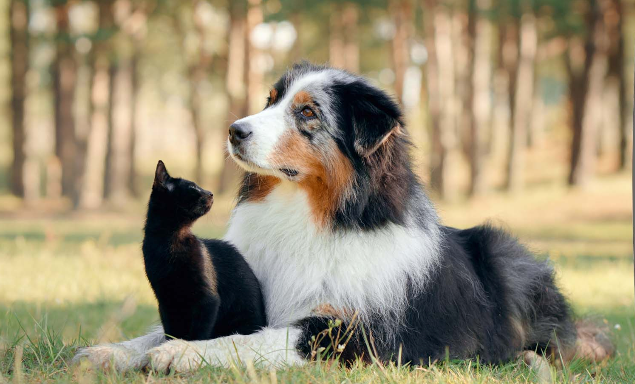 Pets Nature